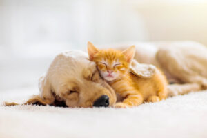 Celebrating World Spay Day in Morgantown